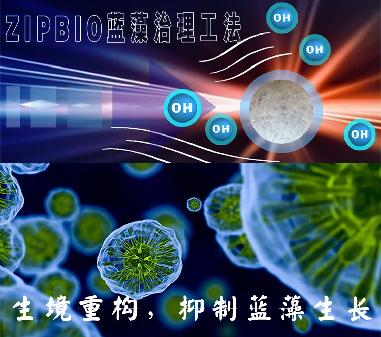 藍藻，地球的功臣與魔 鬼？ZIPBIO藍藻治理工法實現藍藻的資源化利用