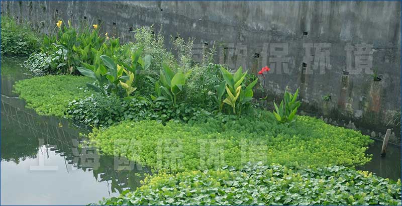 水生植物及浮動系統