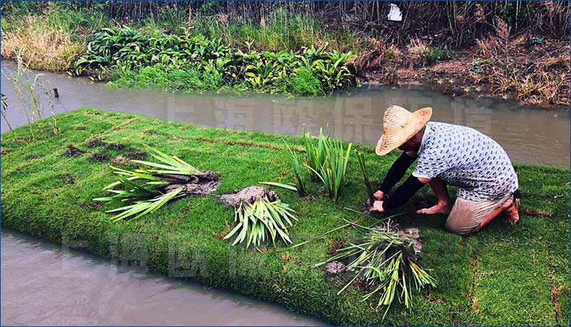 水生植物及浮動系統可以載人，進行施工種植，維護保養