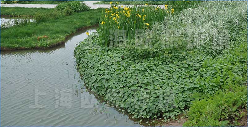 水生植物及浮動系統表面全覆蓋植物，凈水能力比傳統浮島提高5倍以上