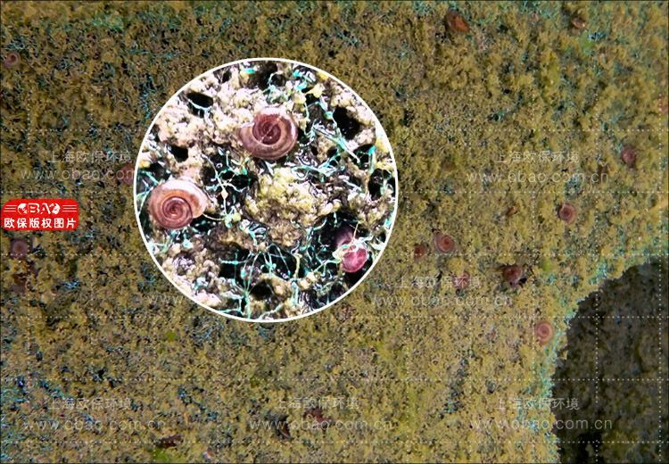 漁業(yè)養(yǎng)殖尾水生物處理方法