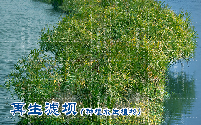“增強(qiáng)型三池兩壩工藝”讓養(yǎng)殖尾水變活水！