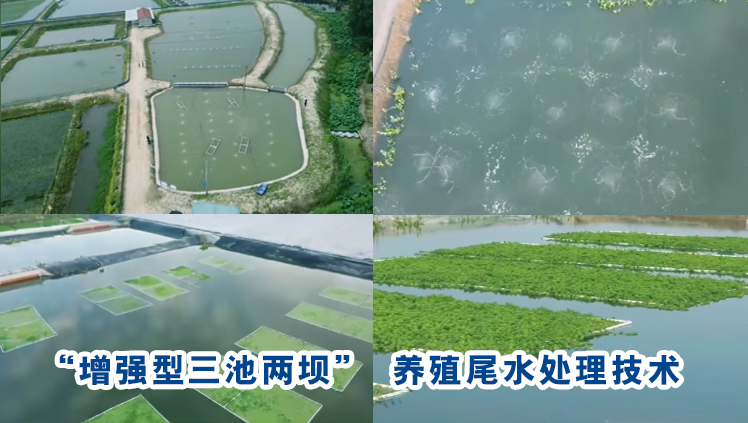 牛蛙養(yǎng)殖尾水處理項(xiàng)目案例分析