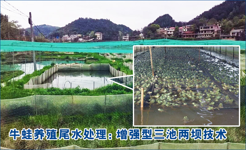 牛蛙養(yǎng)殖尾水處理項目案例分析