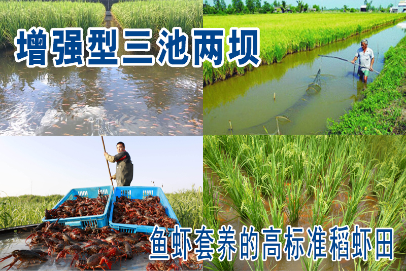 “增強(qiáng)型三池兩壩”生態(tài)治理下的稻田漁蝦產(chǎn)業(yè)新生態(tài)