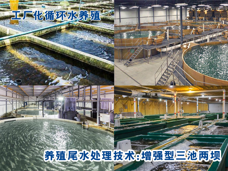 工廠化循環(huán)水養(yǎng)殖尾水處理方案及成本分析