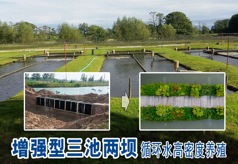 增強(qiáng)型三池兩壩循環(huán)水高密度養(yǎng)殖鱸魚案例分析