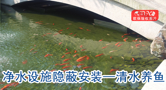 景觀魚池水處理-清水養魚案例，穩定運行11年